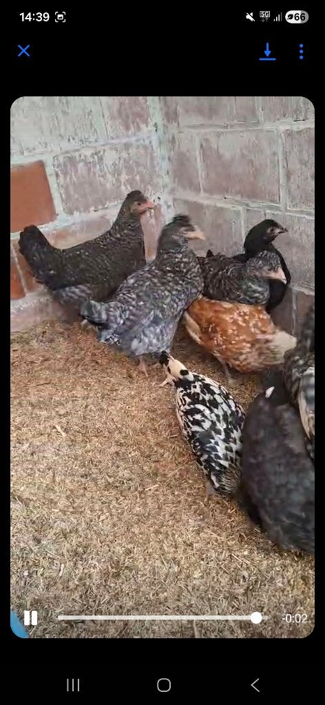 Appenzellers spitskuif citroen kleur hanen, Mâle, Poule ou poulet