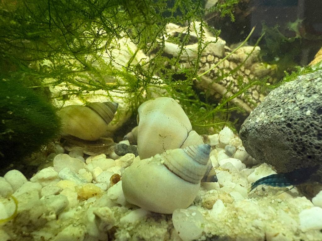 White wizard snail/slak, Enlèvement, Neuf, Autres types