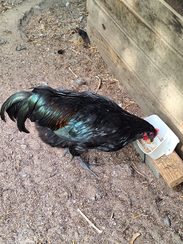 Australorp hanen