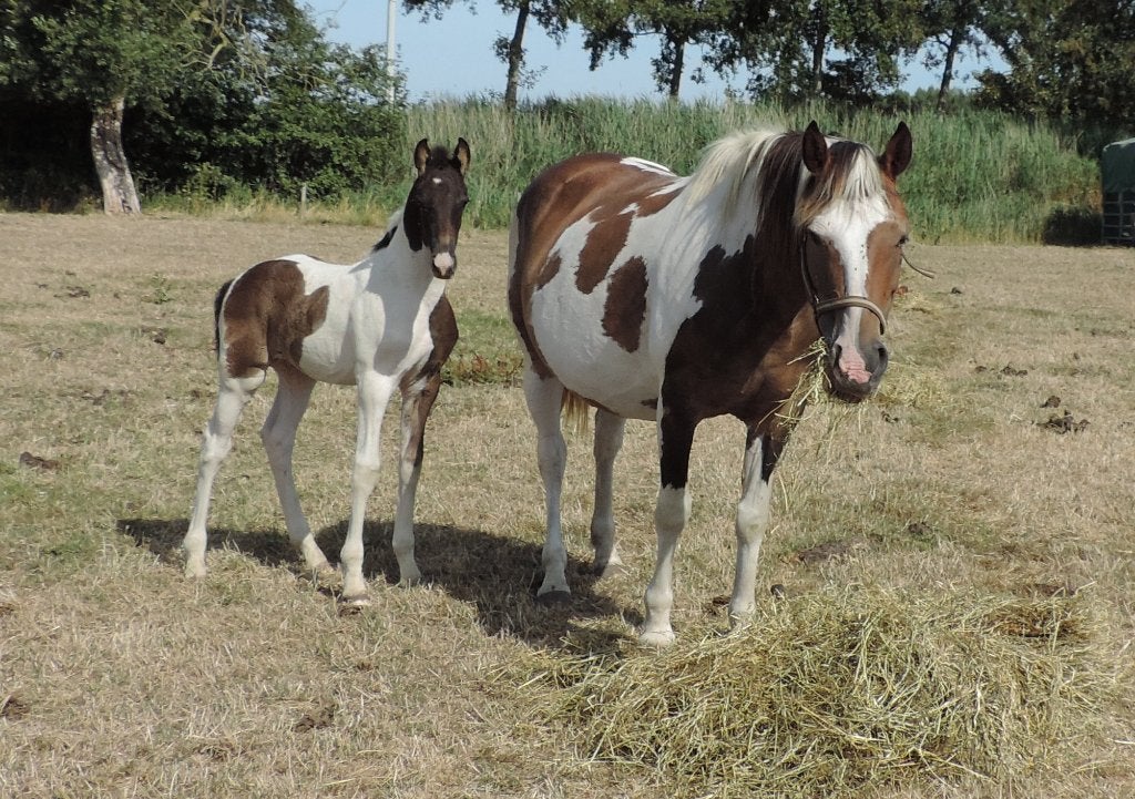 Ibero friese veulens en jaarlingen, Dieren en Toebehoren, Paarden, Meerdere dieren, Onbeleerd