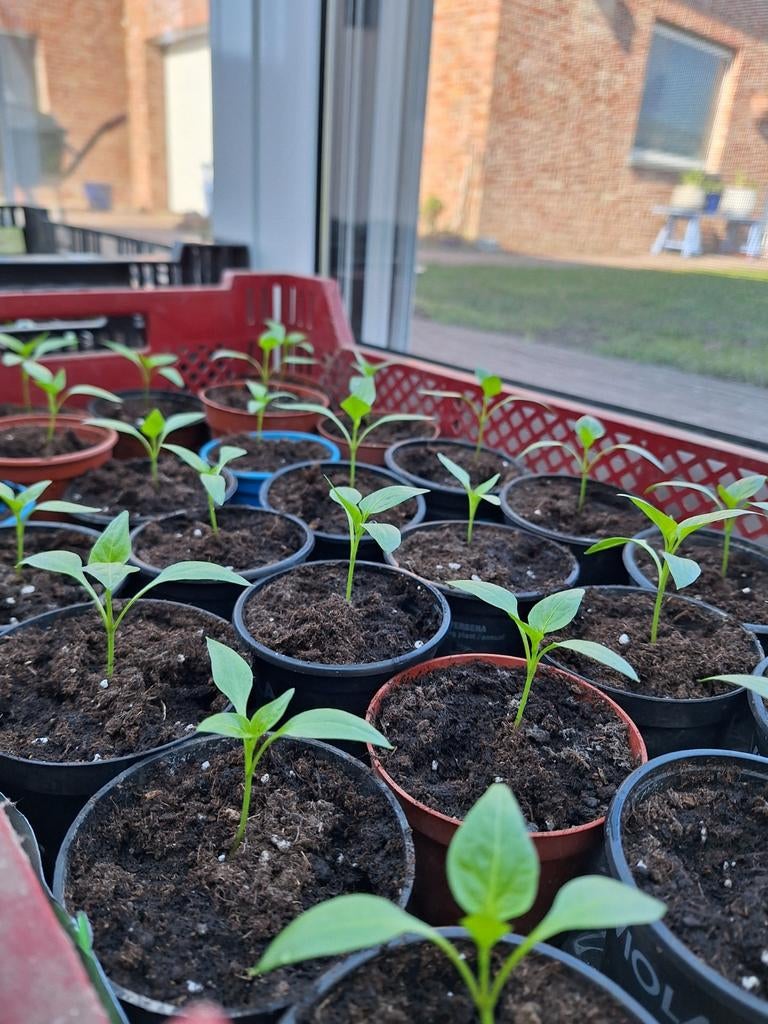 PAPRIKA plantjes, Ophalen
