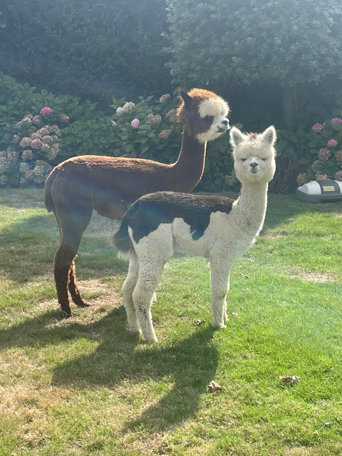 2 Alpaca henstjes te koop, Dieren en Toebehoren, Overige Dieren, Oktober, Mannelijk