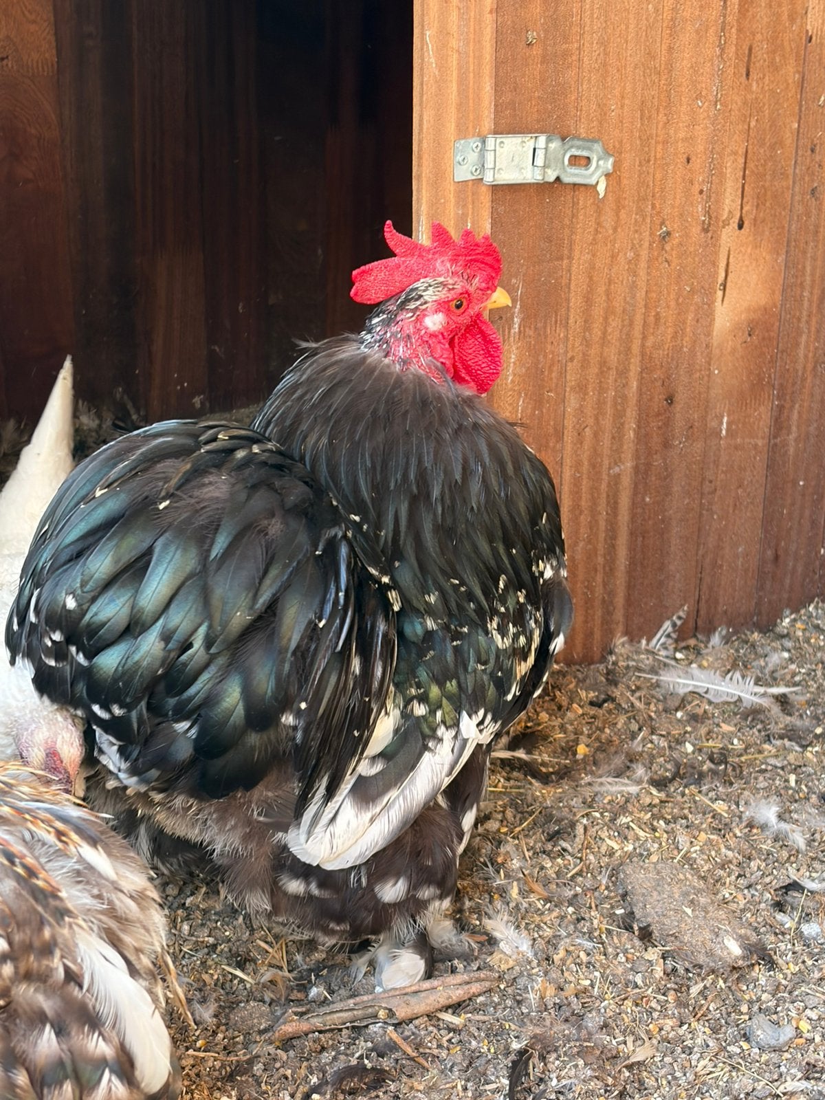 Cochin kippen en hannen, Dieren en Toebehoren, Pluimvee