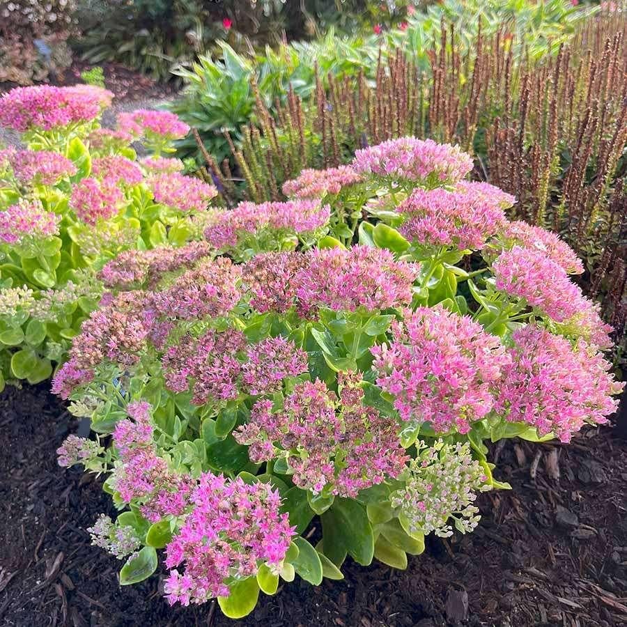 vaste planten, Tuin en Terras, Planten | Tuinplanten, Ophalen, Zomer, Vaste plant