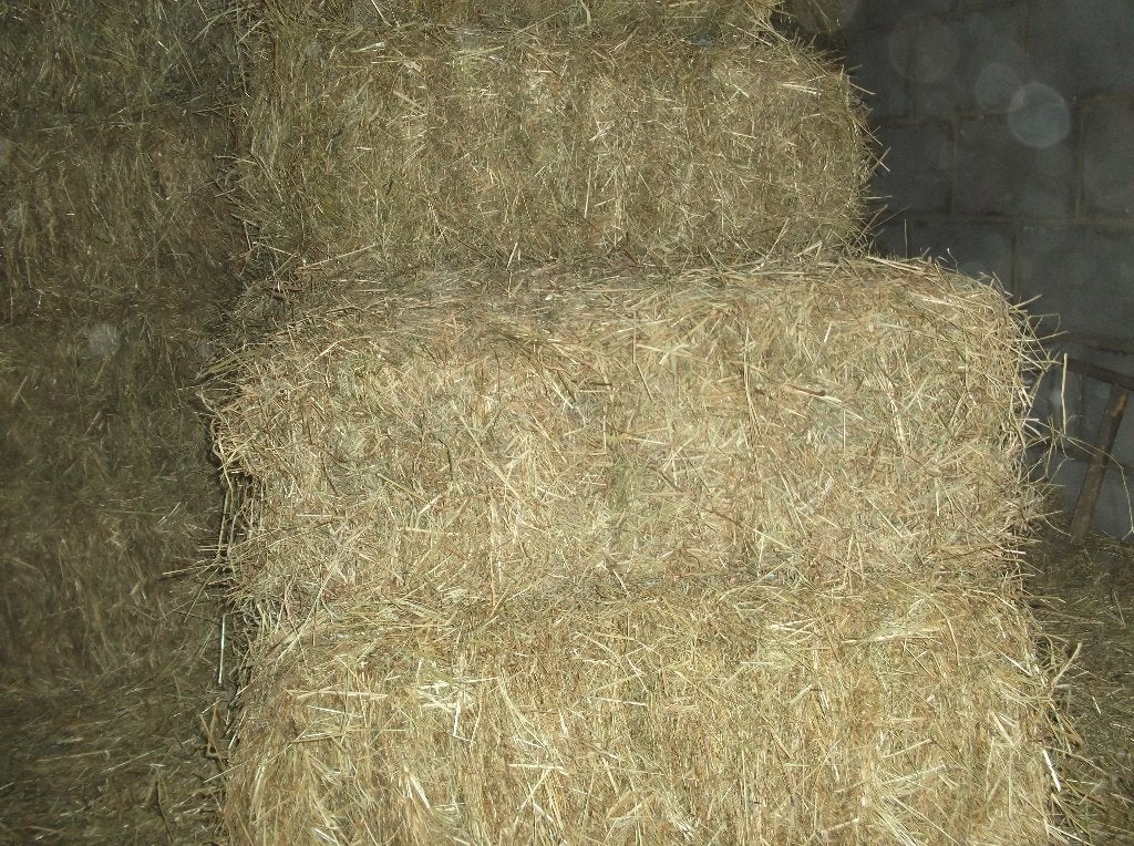 kleine botjes hooi te koop., Enlèvement, Autres espèces