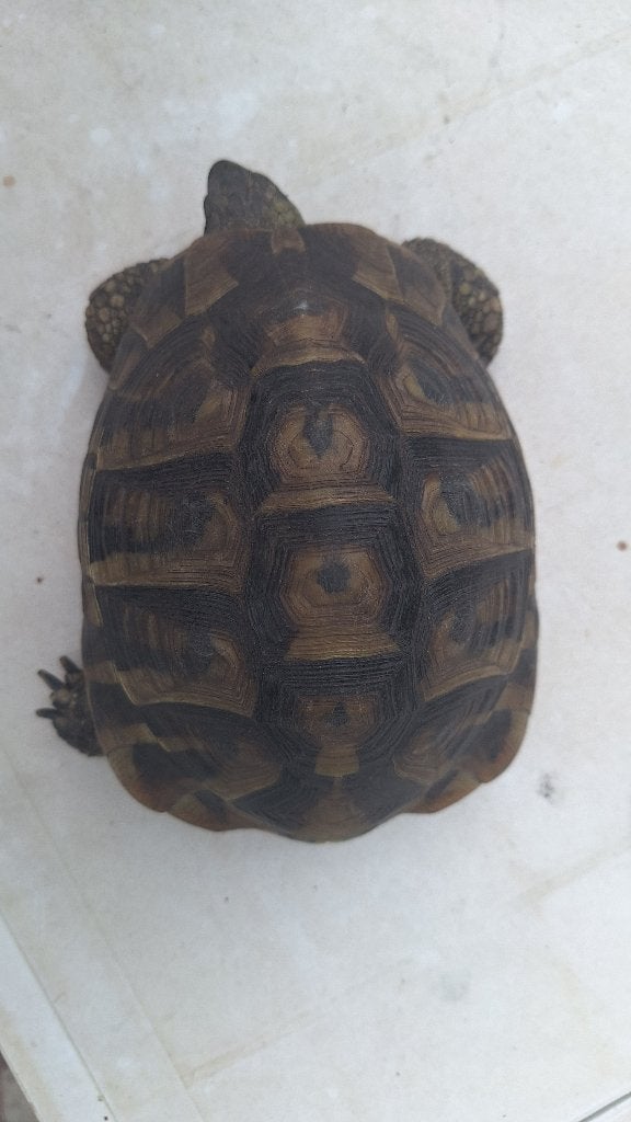 griekse landschildpad te koop, Tortue, 11 ans ou plus