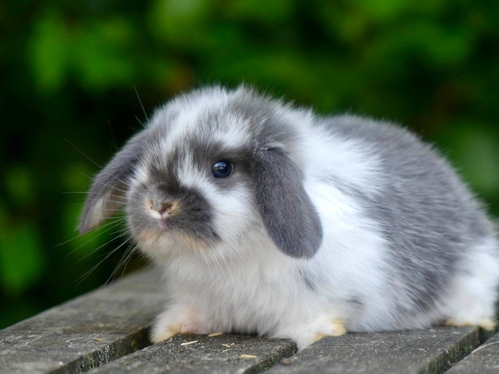 Mooie en tamme Nederlandse hangoordwerg konijntjes te koop!, Meerdere dieren, Dwerg, Hangoor, 0 tot 2 jaar