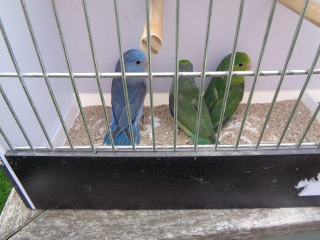 forpussen  2026, Bagué