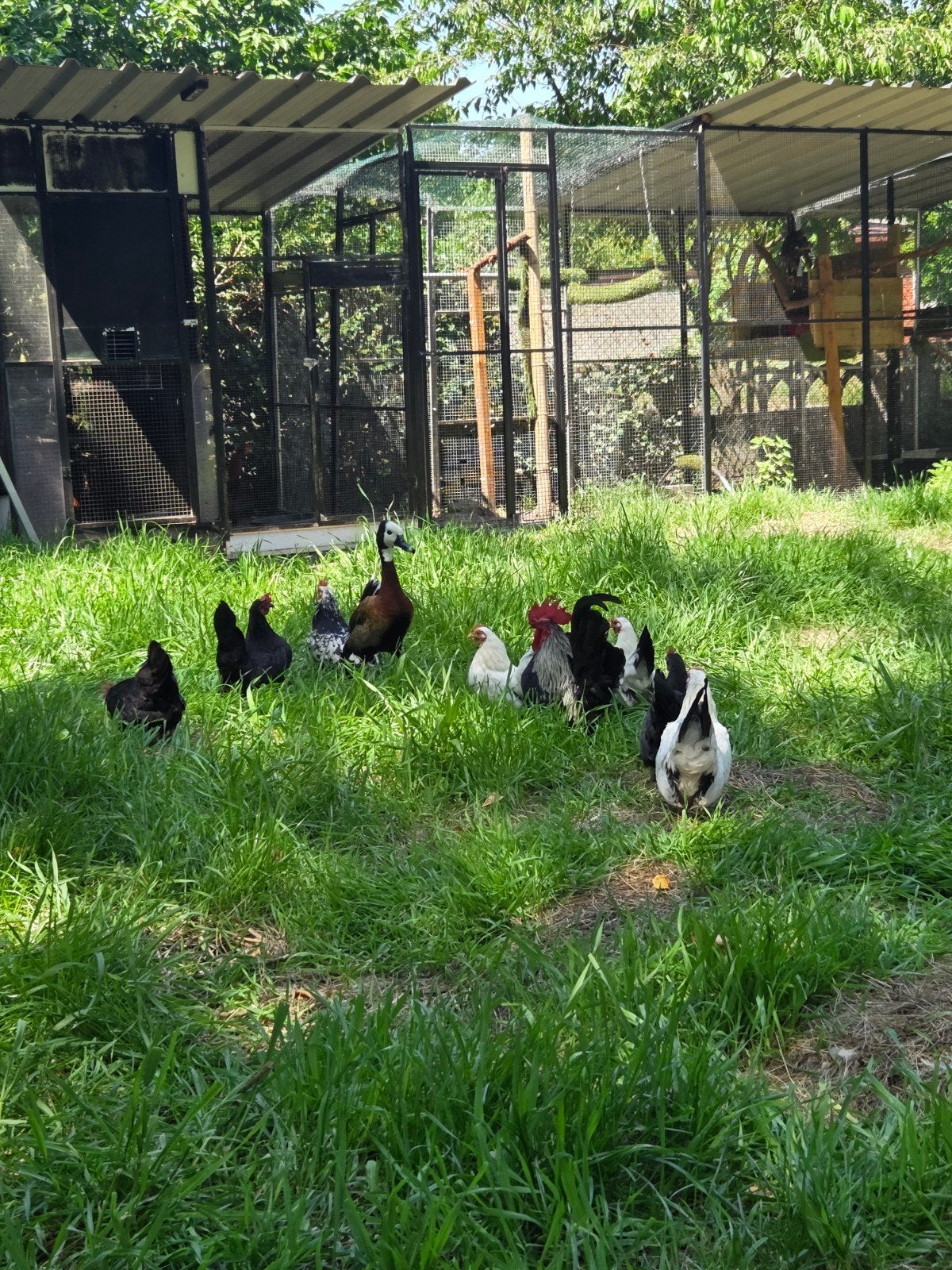 Chabo, Dieren en Toebehoren, Ophalen