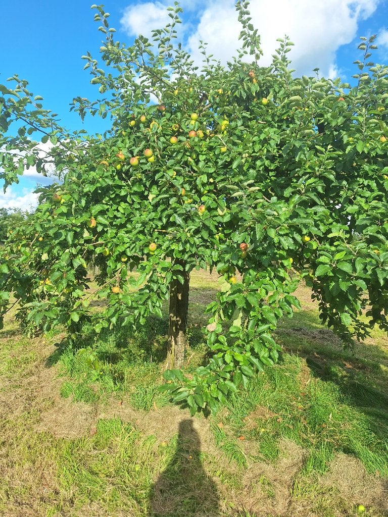 fruits à tige haute non pulvérisés, Divers, Produits alimentaires, Enlèvement