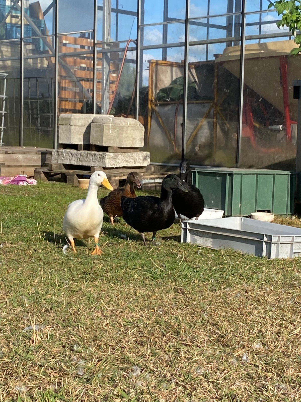 Cayuga eenden, Canard