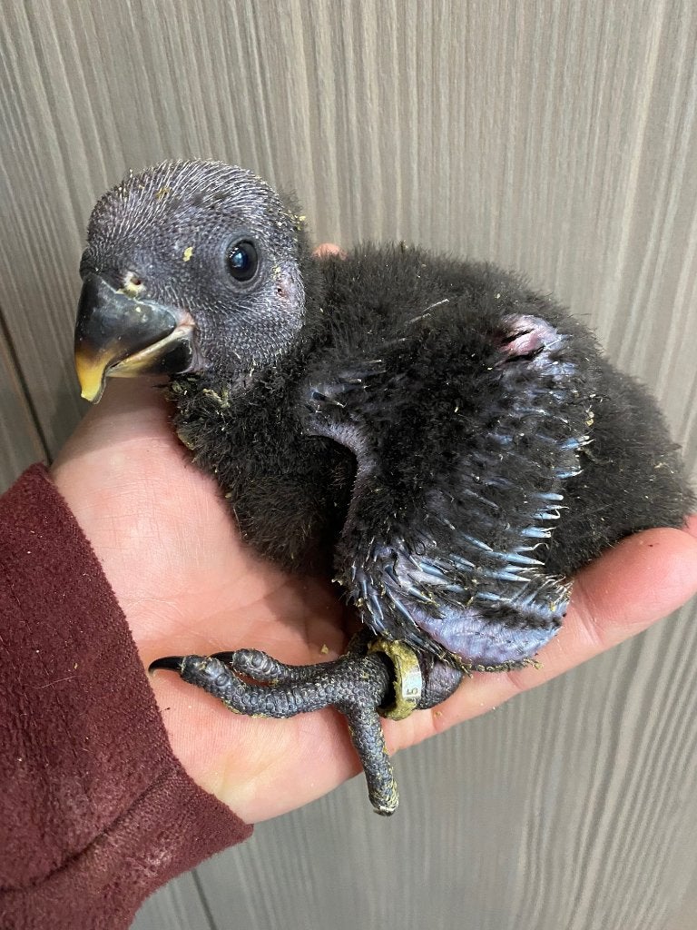 ❤️❤️Bébé éclectus (femelle) apprivoisé de 4,5 semaines, Femelle, Perroquet, Parleur