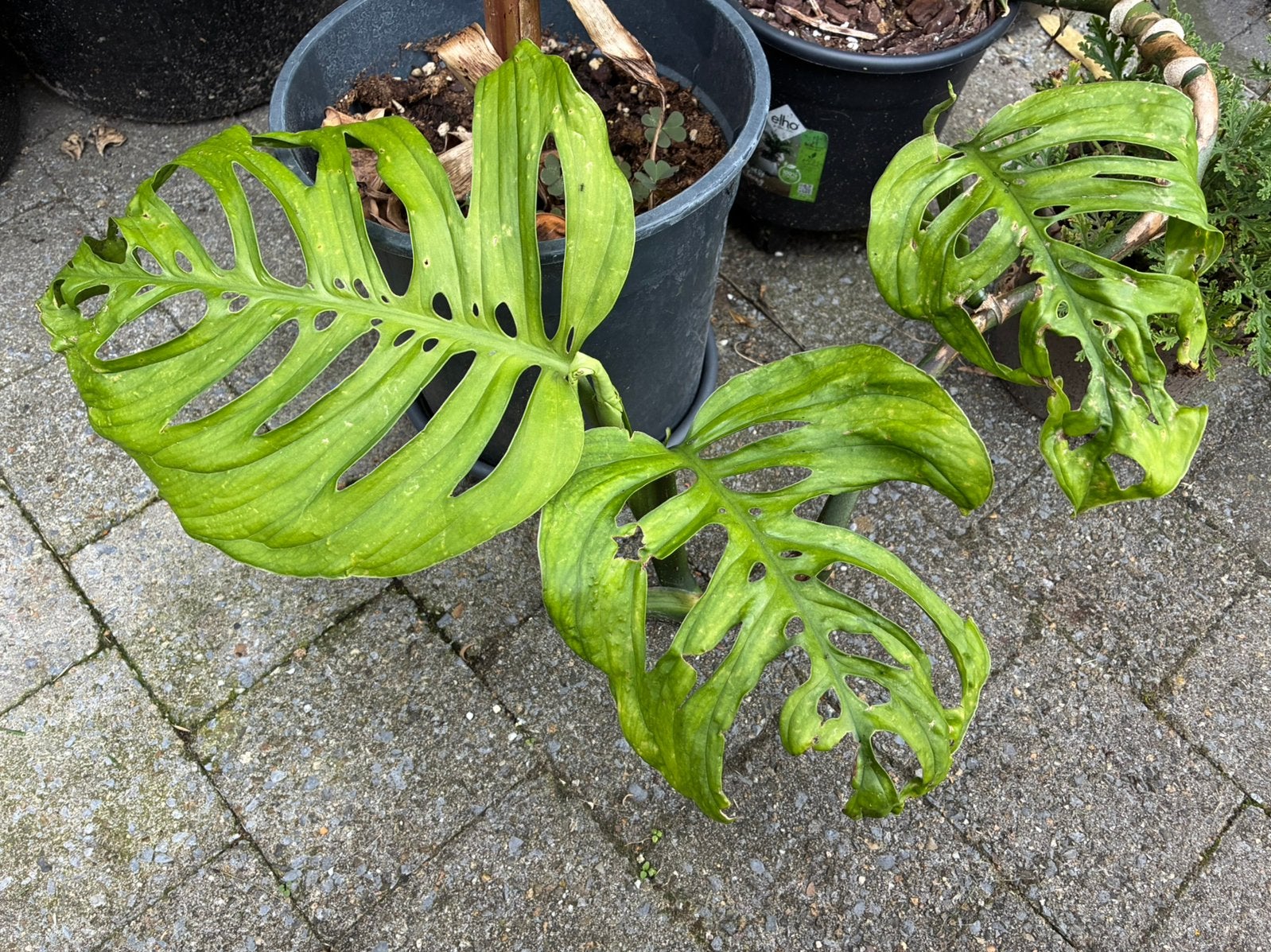 Monstera Esqueleto, Maison & Meubles, Plantes d'intérieur, Autres espèces, Moins de 100 cm, Plante verte, Plein soleil
