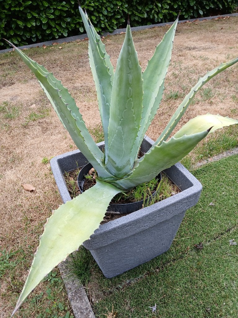 Agave, Ophalen