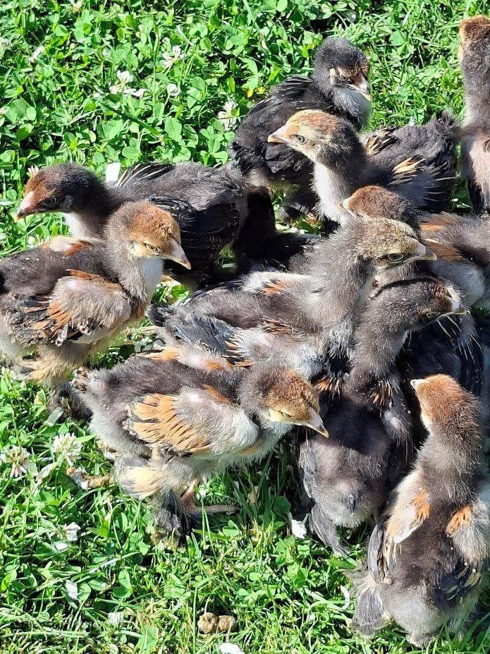 Brahma Chicks doré/noir/ourlé, Animaux & Accessoires, Volatiles, Poule ou poulet, Sexe inconnu