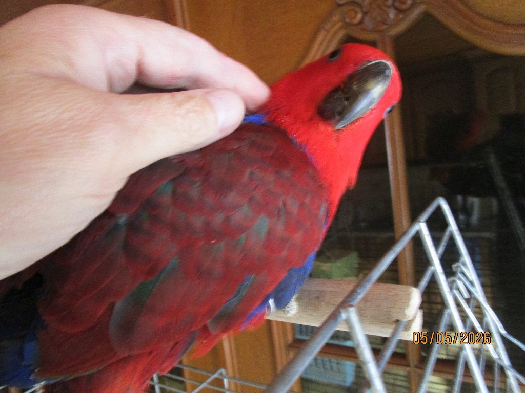 edelpapegaai, Dieren en Toebehoren