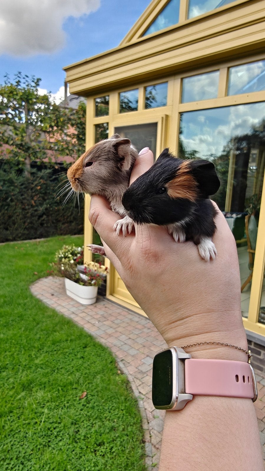 Cavia's zoeken nieuwe thuis, Juli, Cavia