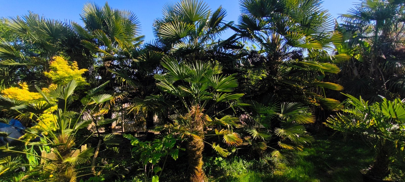 Trachycarpus 'Wagnerianus', Tuin en Terras, Ophalen