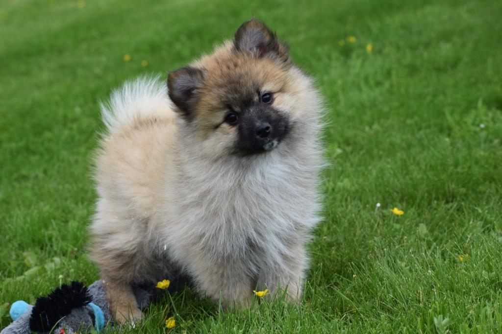 Dwergkees, Pomeriaan ,keeshond ,Spitz pups, Dieren en Toebehoren, Honden | Poolhonden, Keeshonden en Oertypen, Meerdere dieren