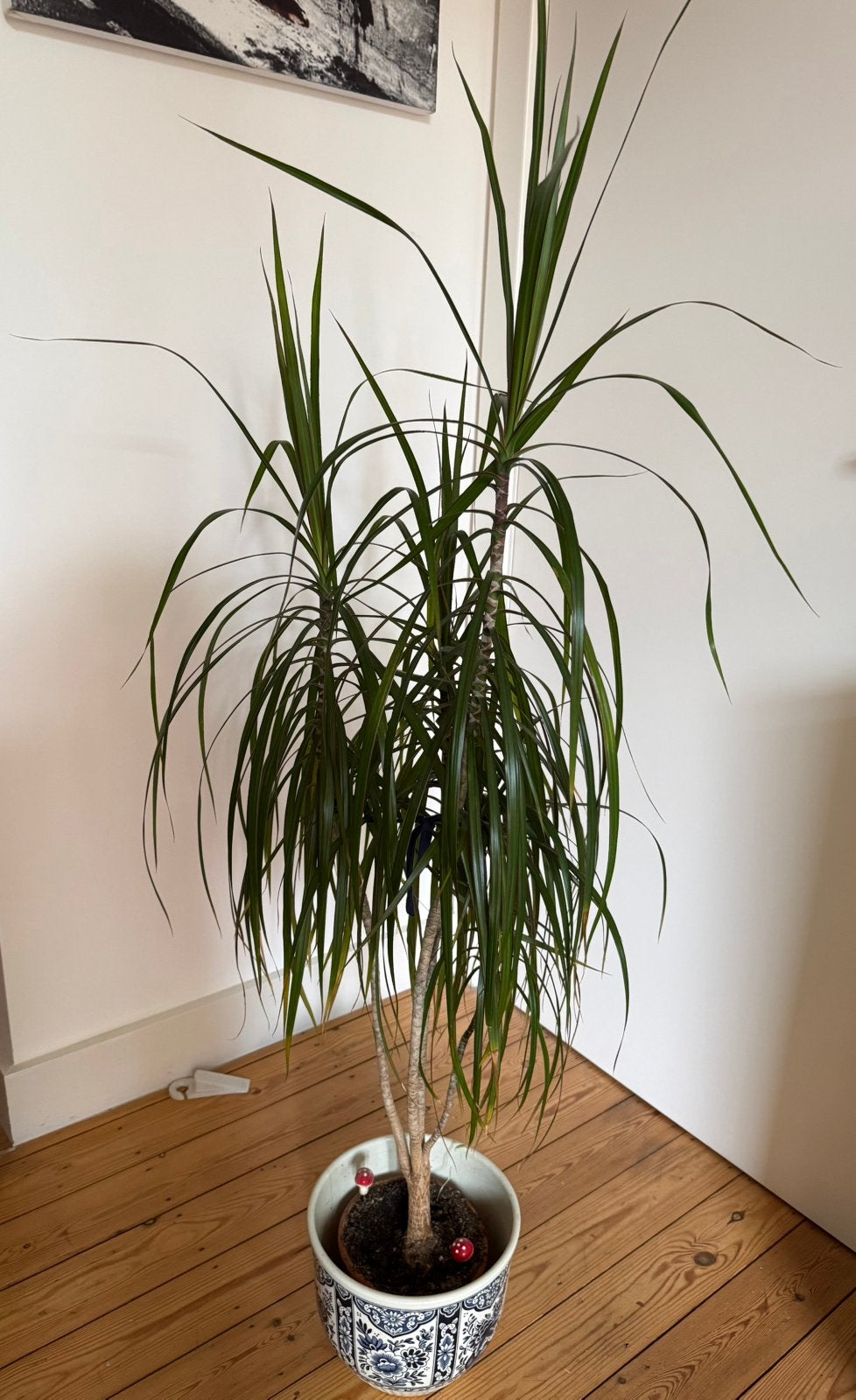 plante naturelle DRACAENA MARGINATA en parfait état. 140 cm, Maison & Meubles, Plantes d'intérieur, Enlèvement, Palmier, 100 à 150 cm