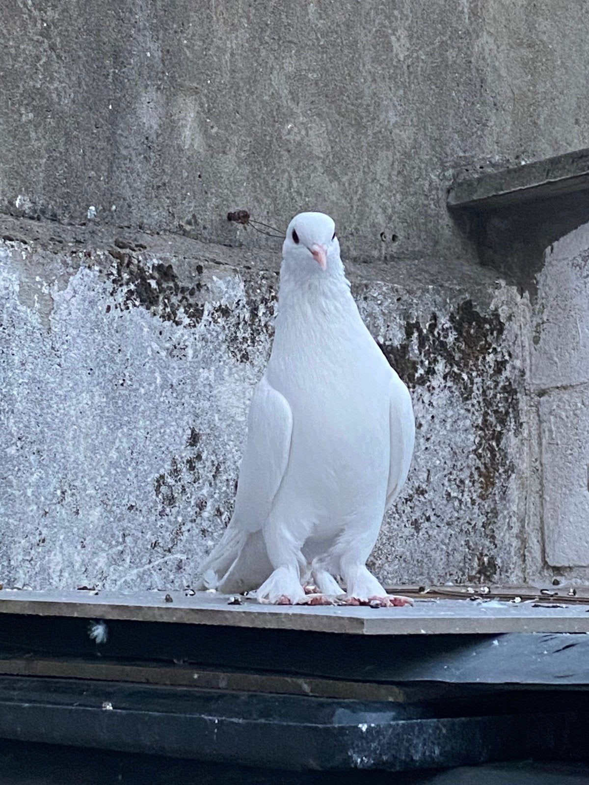 Takla Mardin Orginal, Dieren en Toebehoren, Vogels | Duiven