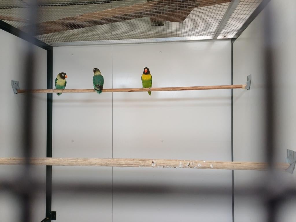 Agapornis