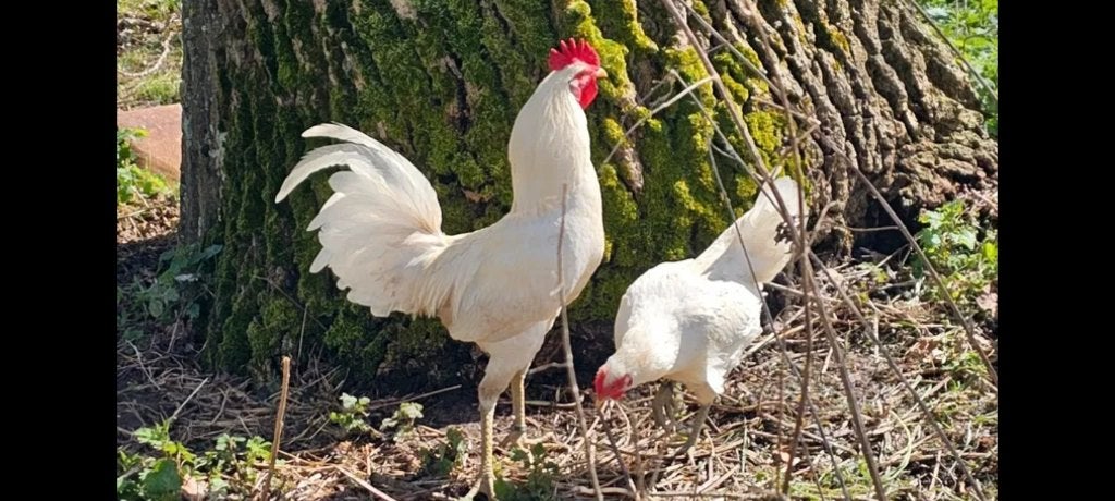Coq qui rit, Juin, Plusieurs animaux