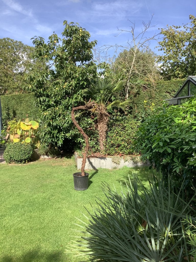 Druiven, Tuin en Terras, Ophalen, Lente, Overige soorten, Volle zon