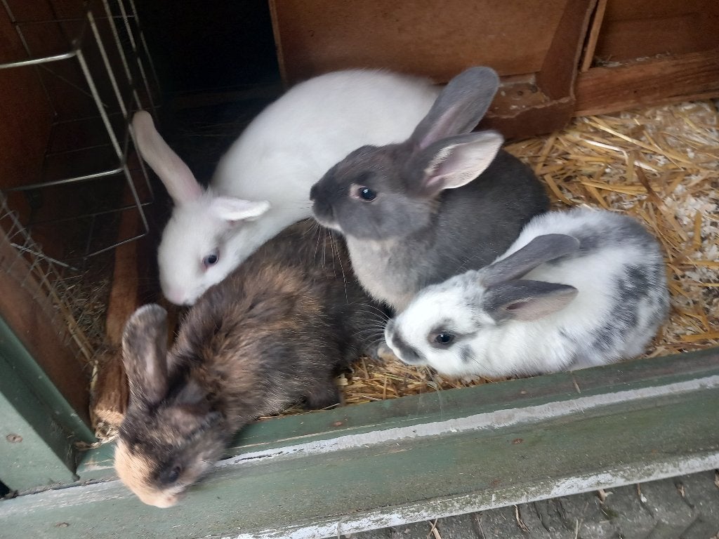 Dwergkonijnen, Dieren en Toebehoren, Konijnen, Meerdere dieren, Dwerg