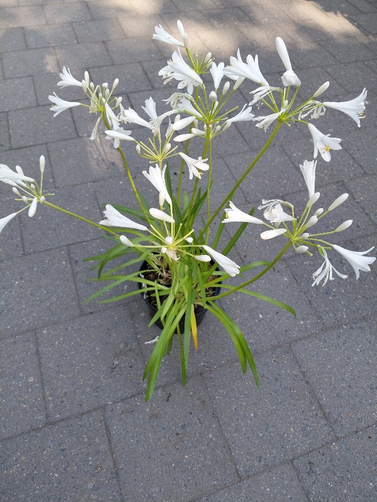 Agapanthus Pitchoune, Tuin en Terras, Ophalen