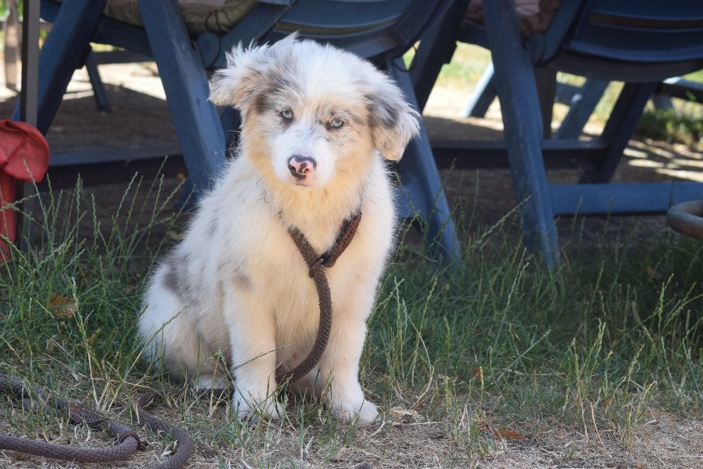 Border collie puppy, blue-merle, België, Reu, 8 tot 15 weken, Collie