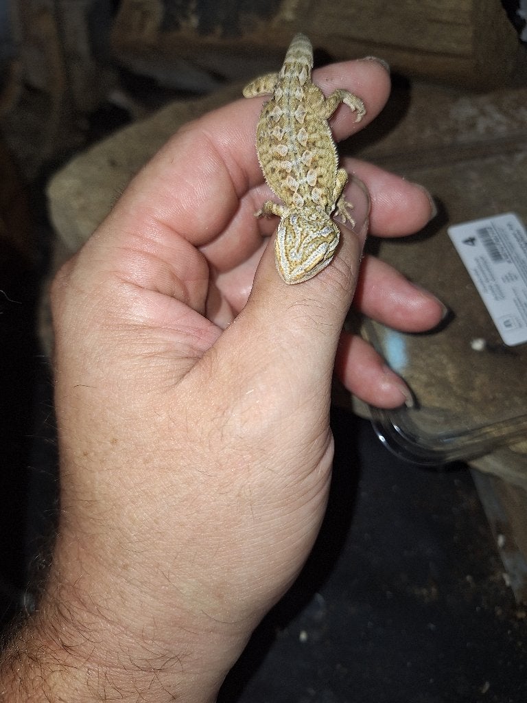 Jeune de pogona, Enlèvement, Neuf, Autres types