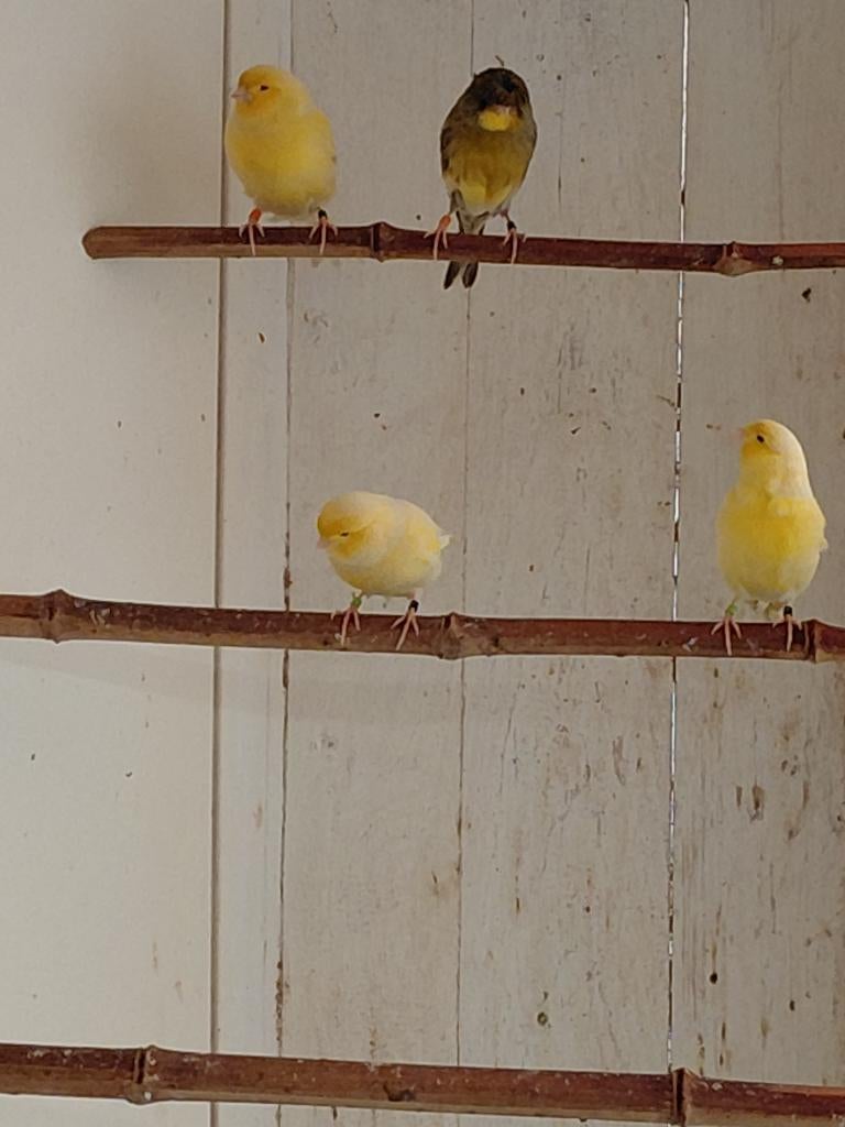 Gloster kanarie, Dieren en Toebehoren, Mannelijk, Kleurkanarie
