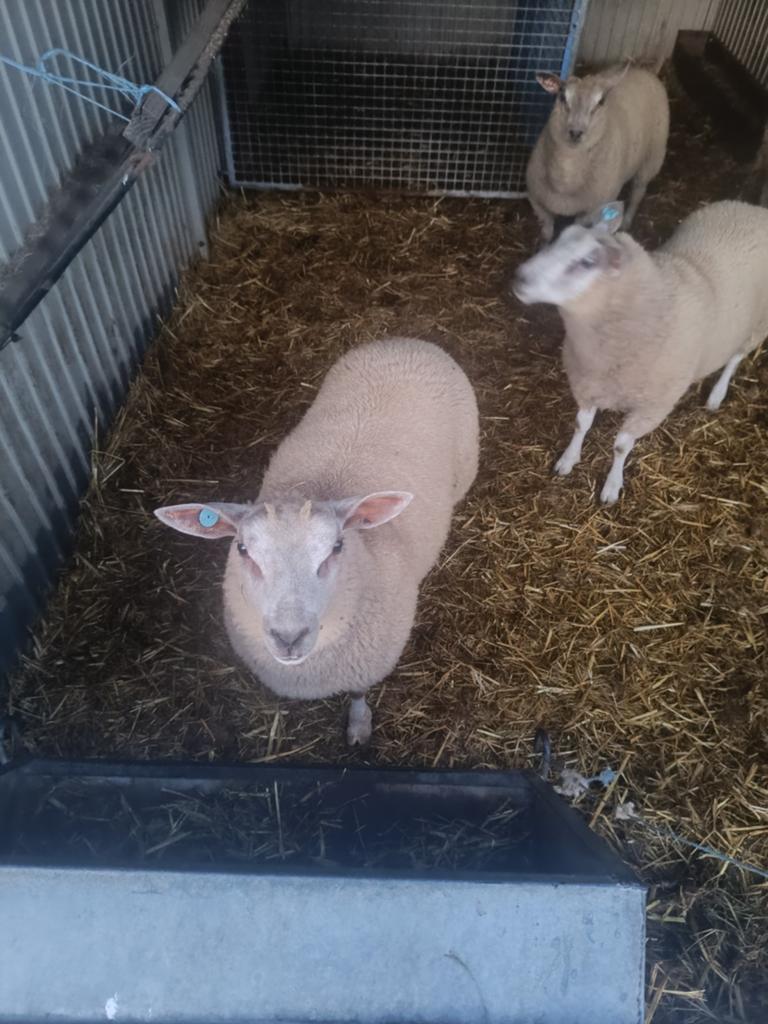 Schapen, Dieren en Toebehoren