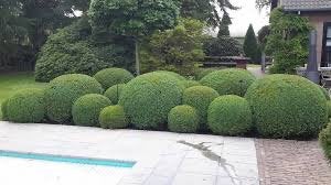Buxus losse bollen voor wolken te maken juiste advies, Enlèvement