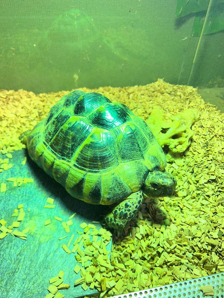 Landschildpad, Dieren en Toebehoren, Schildpad, Tam, 3 tot 6 jaar