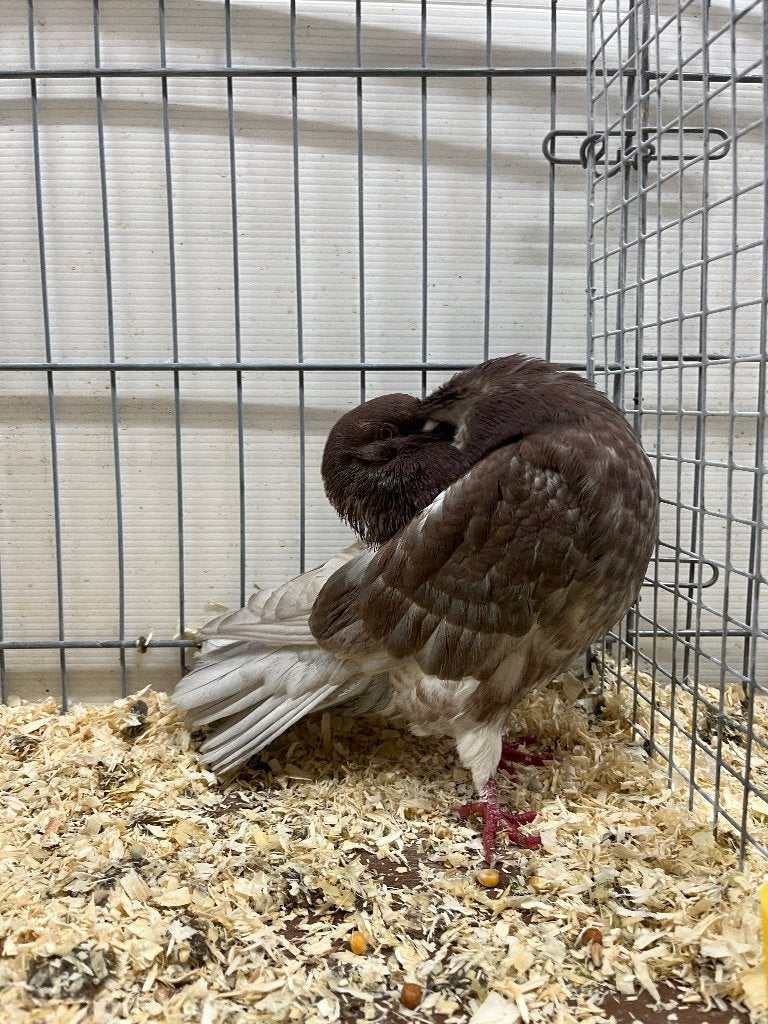 Holle kroppers rood gekrast, Dieren en Toebehoren, Vogels | Duiven, Meerdere dieren, Kropper