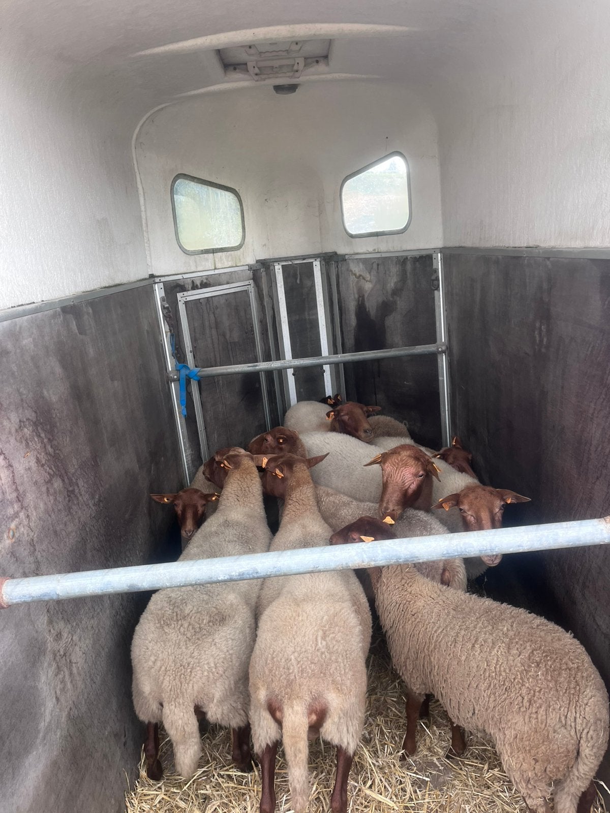 ARDENSE VOSKOP OOIEN, Dieren en Toebehoren, Schapen, Geiten en Varkens, Vrouwelijk, Schaap, 0 tot 2 jaar