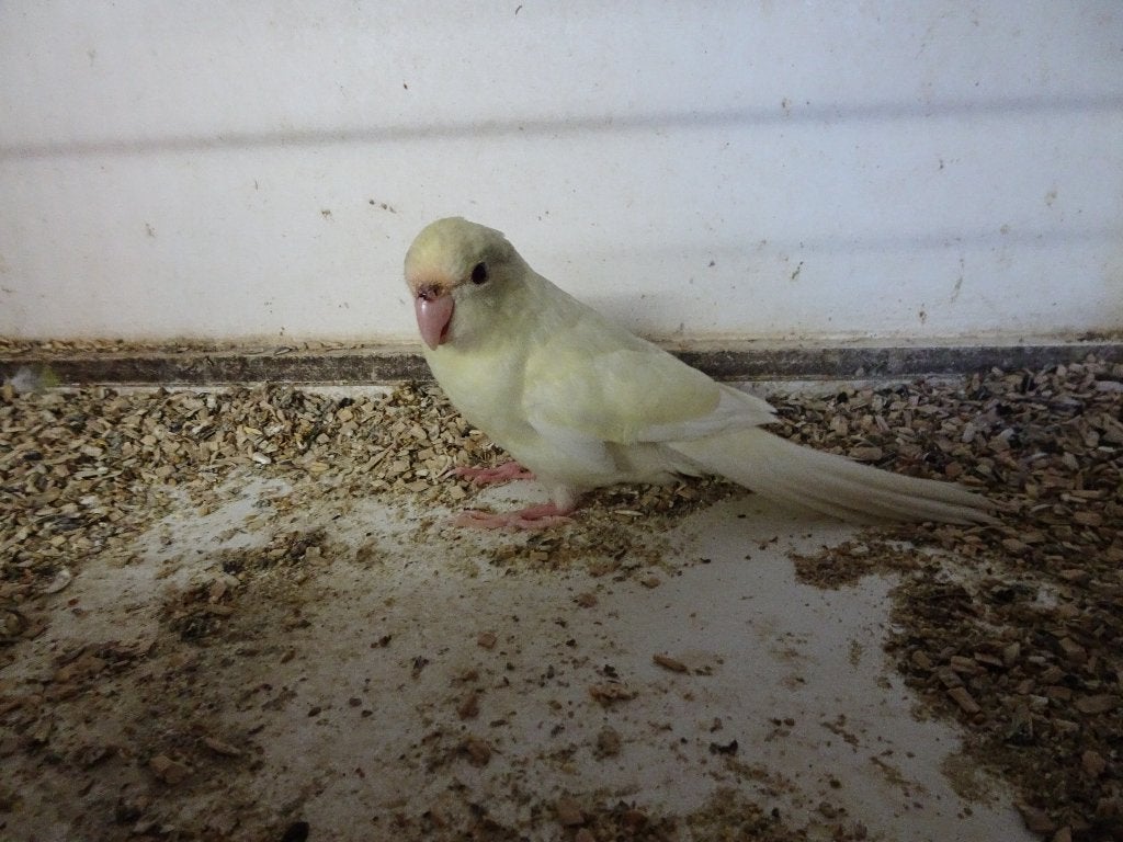 kakariki, Dieren en Toebehoren, Mannelijk, Parkiet