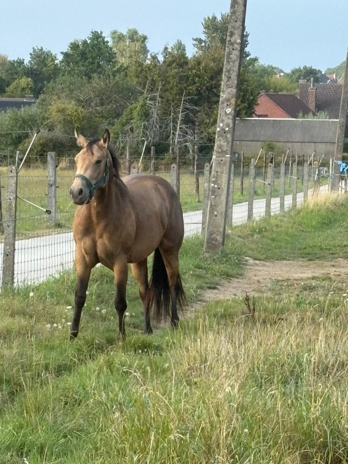 Lieve en mooie AQHA merrie 3 jaar, Dieren en Toebehoren, Merrie, Minder dan 160 cm, Met stamboom, 3 tot 6 jaar