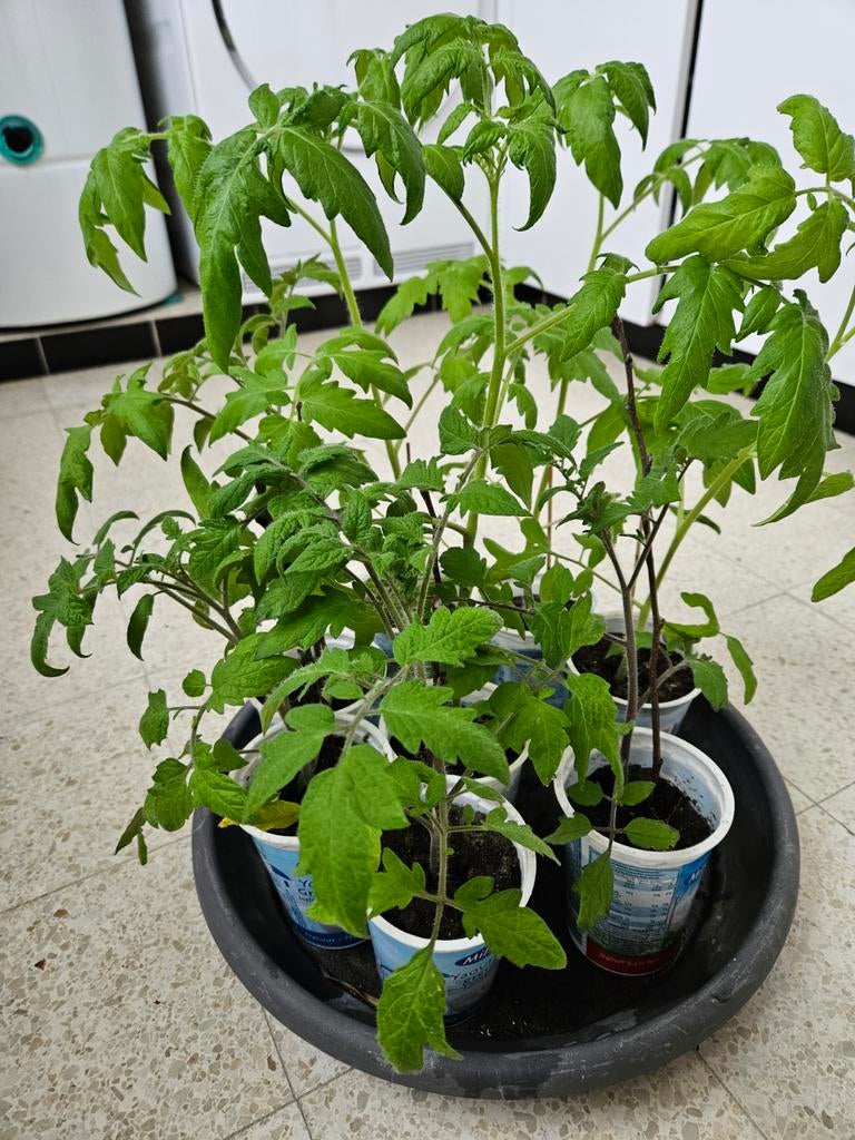 Tomatenplanten, Ophalen