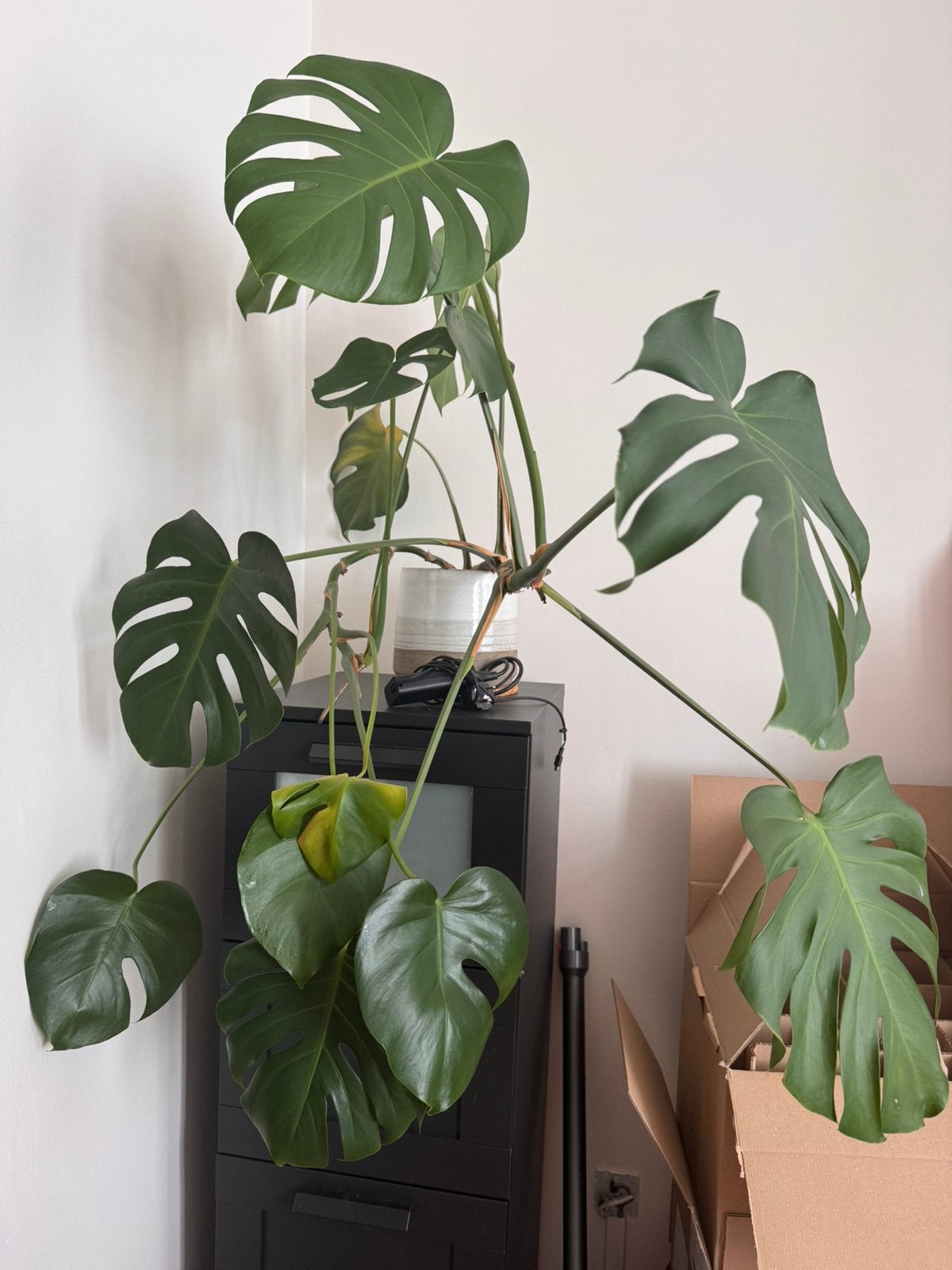 Monstera + pot, Enlèvement
