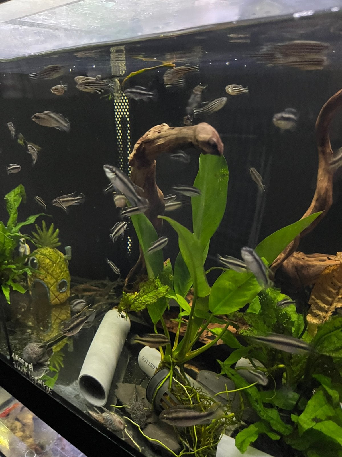Kersenbuikchichlides, Poisson, Poisson d'eau douce