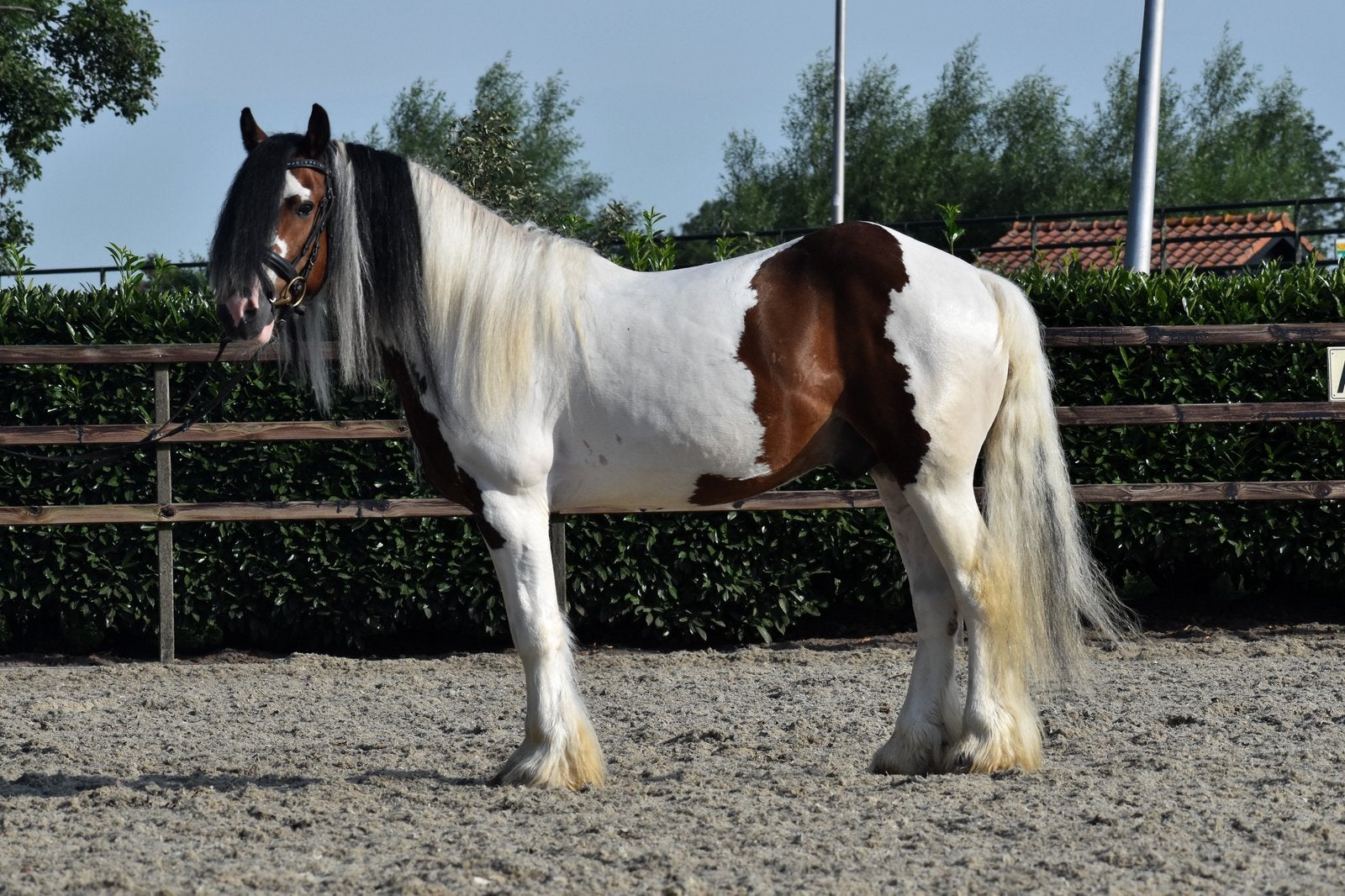 Super knappe en braaf gereden tinker ruin, Dieren en Toebehoren, Ruin, B, Met stamboom, 3 tot 6 jaar