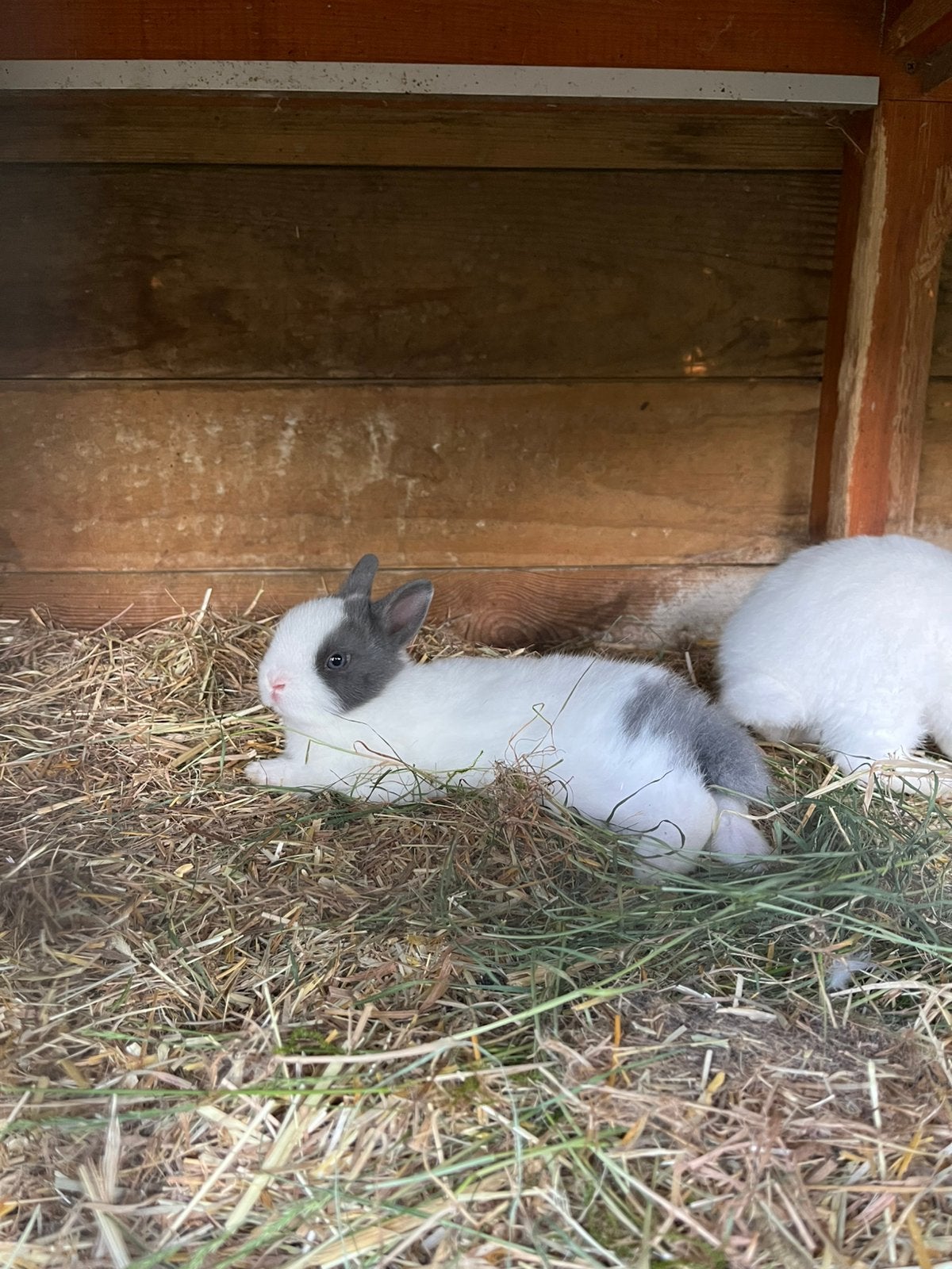 Raszuivere kleine kleurdwerg konijntjes, Dieren en Toebehoren, Konijnen, Klein