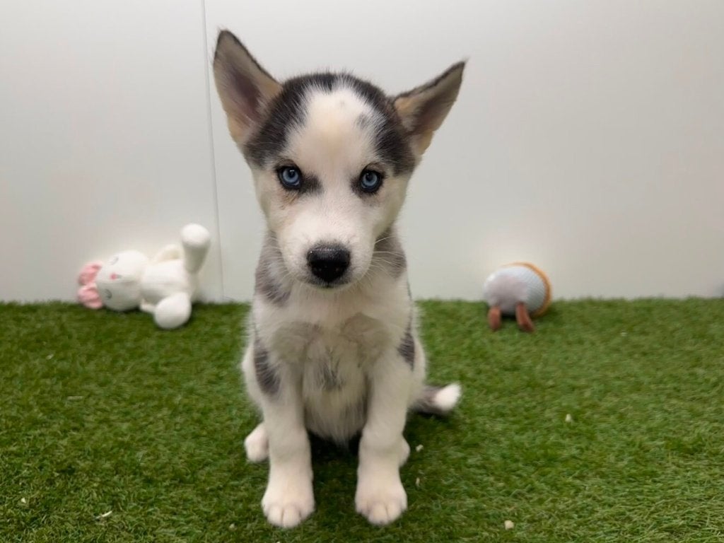 Chiots Husky de Sibérie, Maladie de Carré (chiens), Plusieurs, Chien de traîneau, Belgique