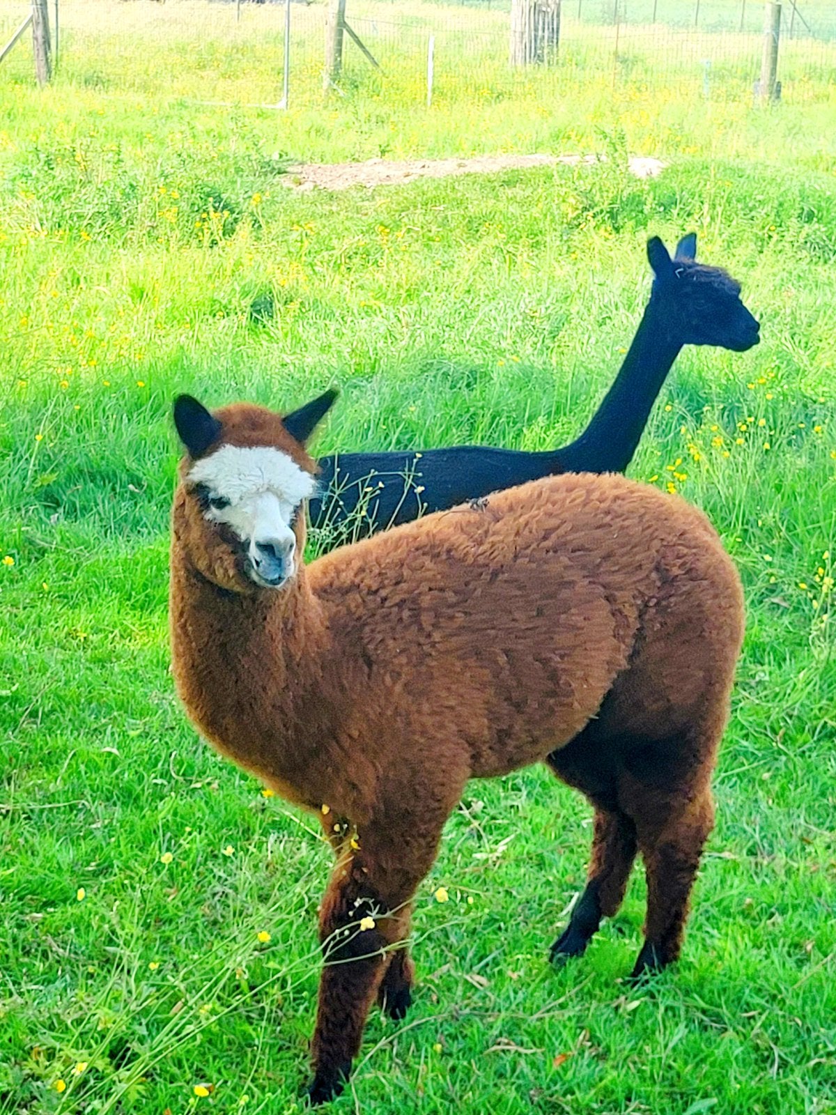 Super mooie alpaca hengst, Februari, Mannelijk