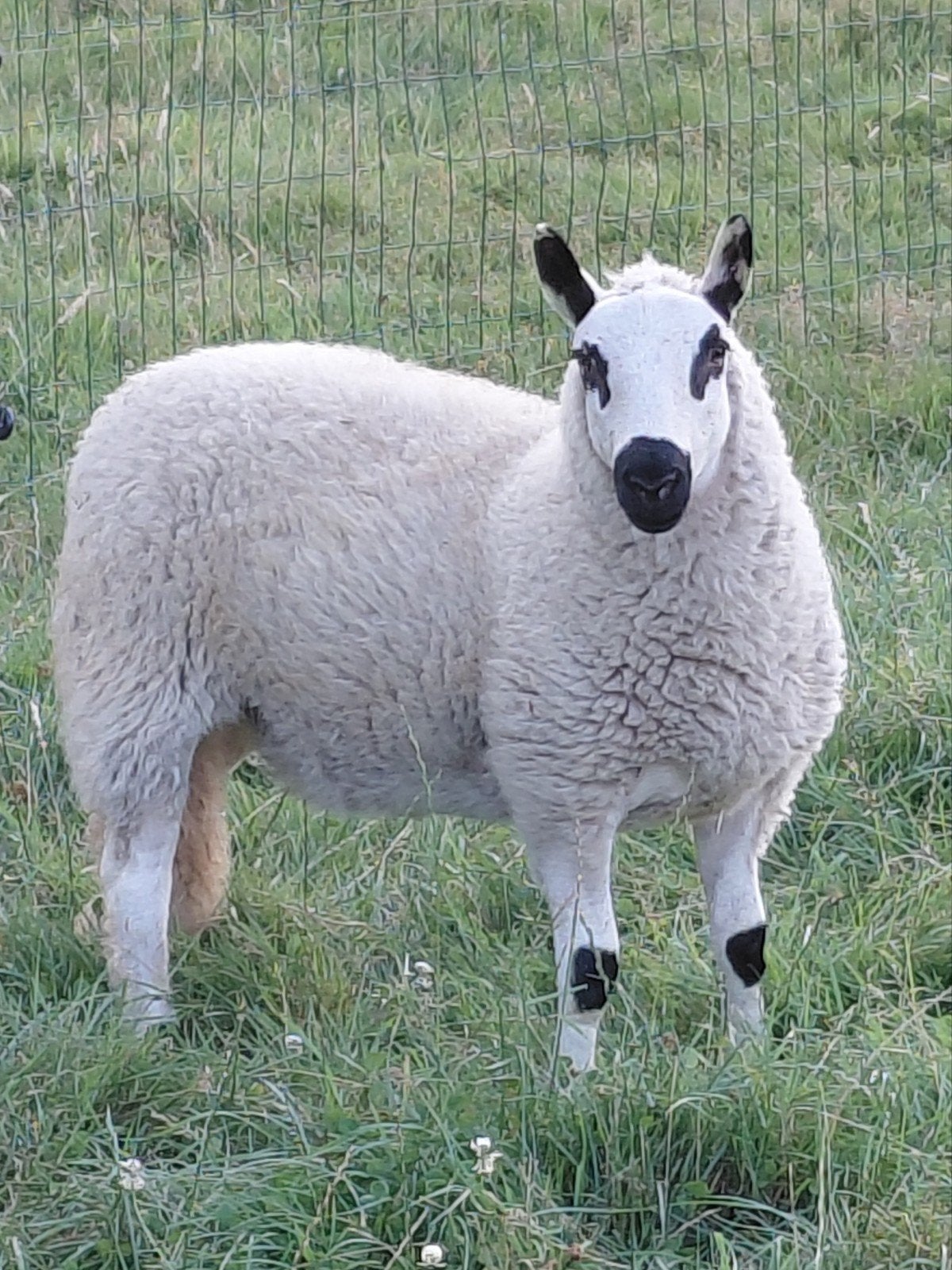 kerry hill ooi lammetje, Dieren en Toebehoren, Vrouwelijk, Schaap, 0 tot 2 jaar