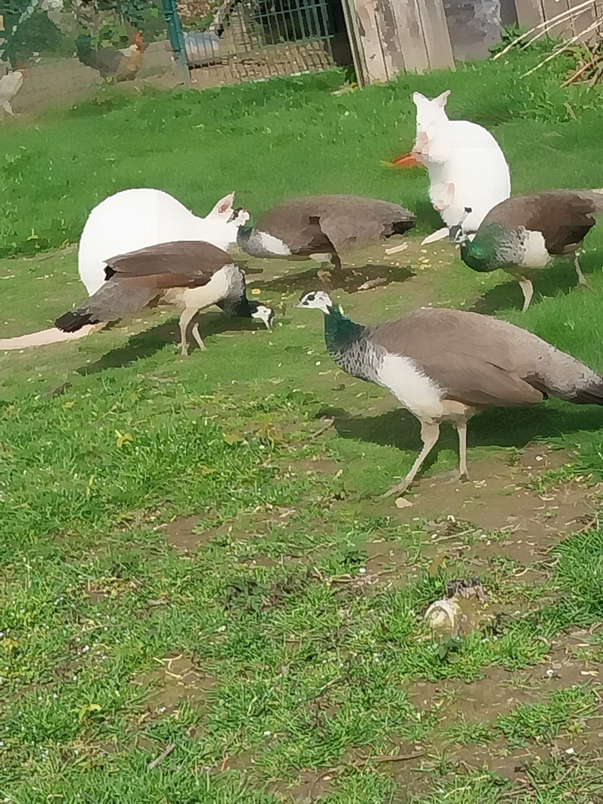 Dieren walliby, Février, Mâle