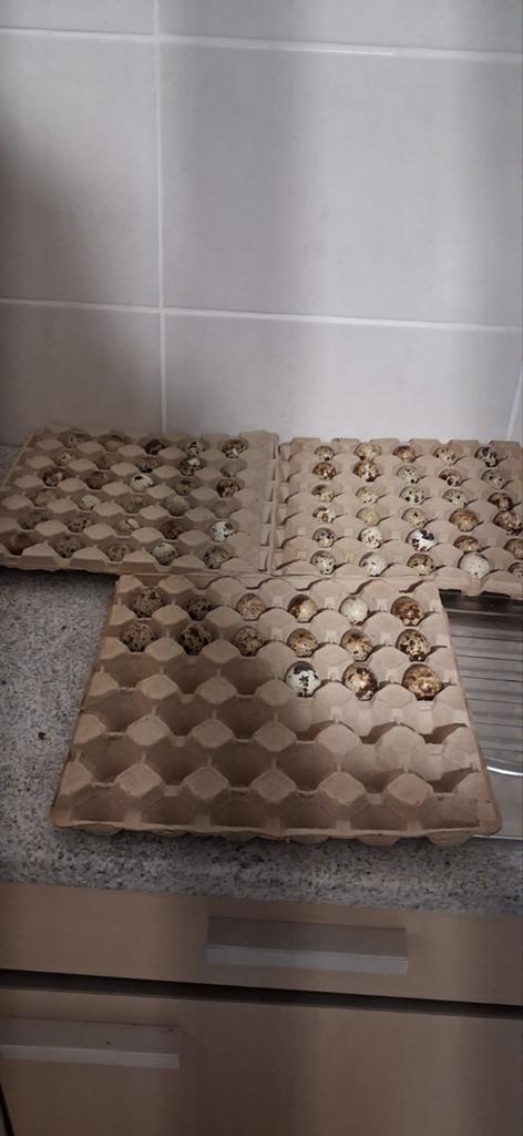 Kwartel broedeieren, Ophalen